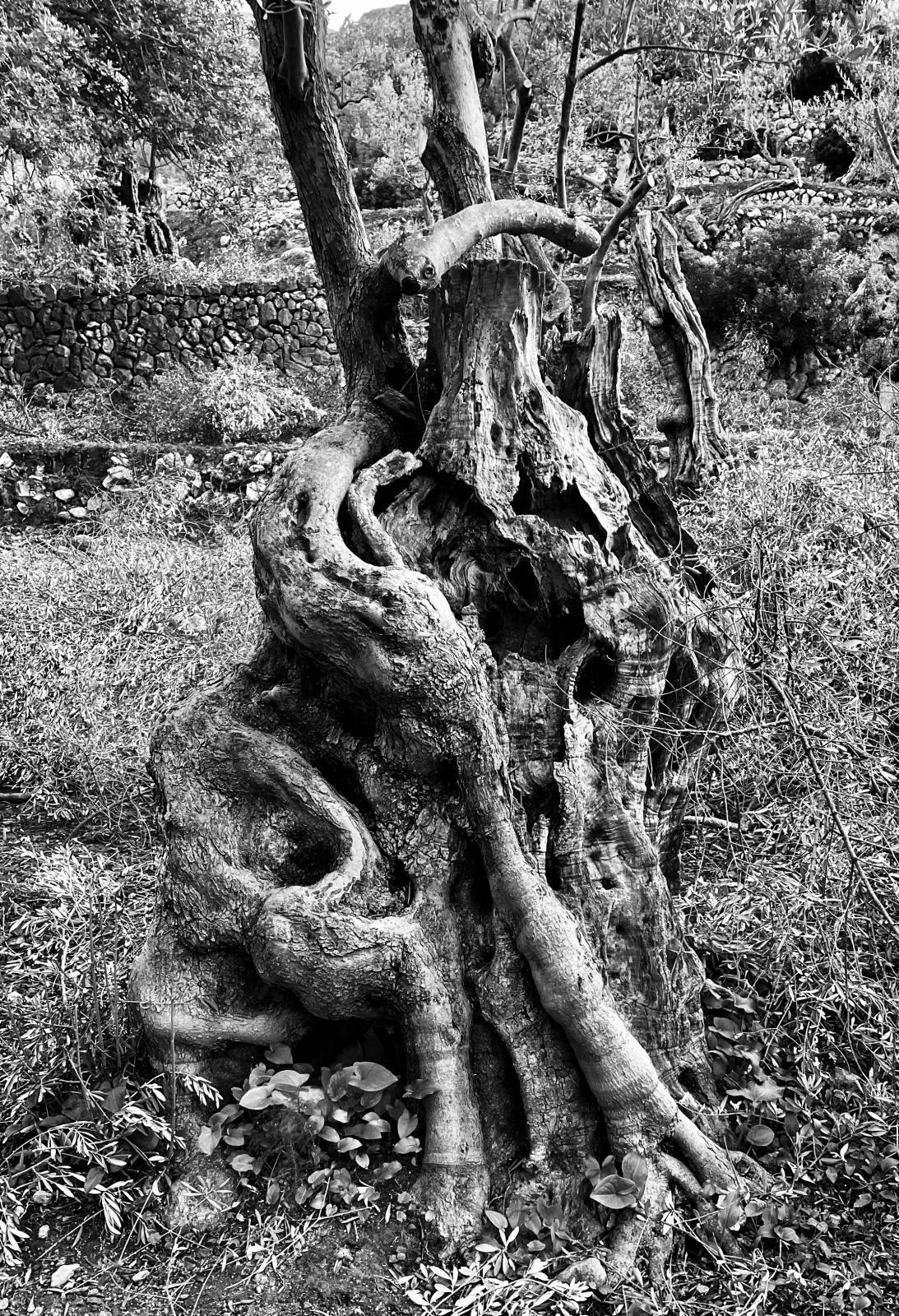 Ancient Olive